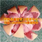 廣西三紅蜜柚苗_三紅蜜柚苗價格