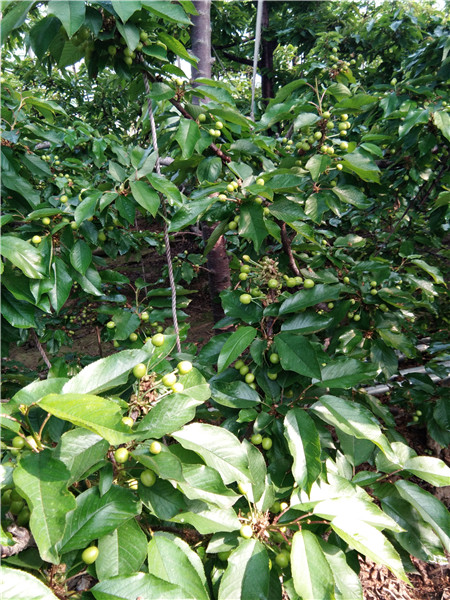 出售花椒苗，花椒苗價格，花椒苗多少錢一棵，花椒樹種植時間