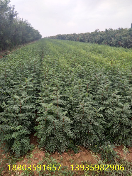 出售花椒苗，花椒苗價格，花椒苗多少錢一棵，花椒樹種植時間