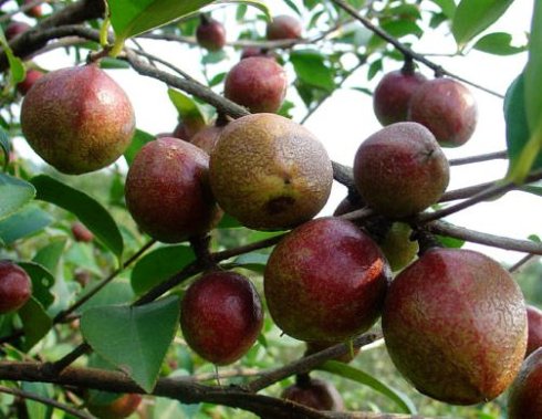 供应茶籽油厂 茶麸产区 菜籽麸 桐麸 花生麸销售