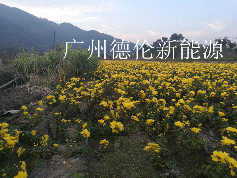 供應湖北鄂州金絲皇菊烘干機 空氣能熱泵烘干機