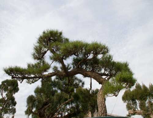 低價優(yōu)質(zhì)古松 優(yōu)質(zhì)造型黑松價格 萊蕪傳河景松園林有限公司