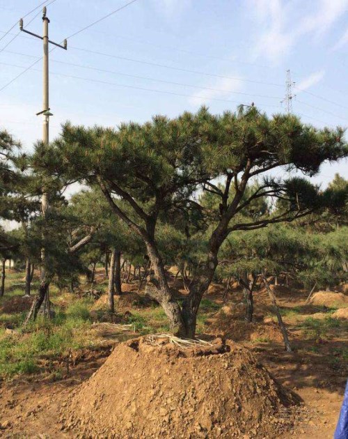 綠化大型古松/景觀油松/萊蕪傳河景松園林有限公司