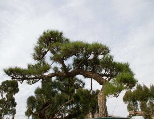 綠化造型油松價格 優質造型黑松采購 萊蕪傳河景松園林有限公司