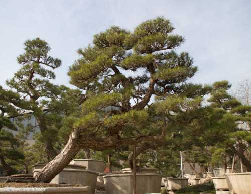 優質大型古松價格/盆景造型油松基地/萊蕪傳河景松園林有限公司