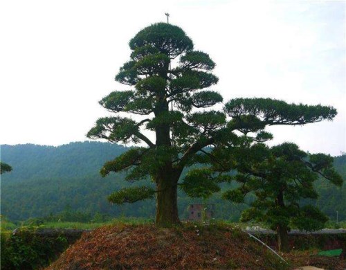 景觀造型松基地 綠化油松價(jià)格 萊蕪傳河景松園林有限公司