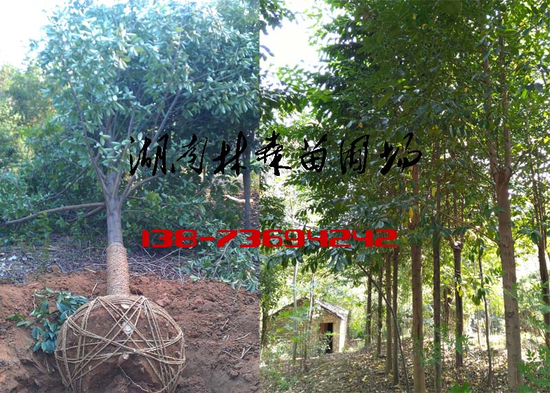8公分樂昌含笑,8-10公分樂昌含笑價格