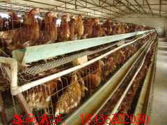 蛋雞育成雞價格