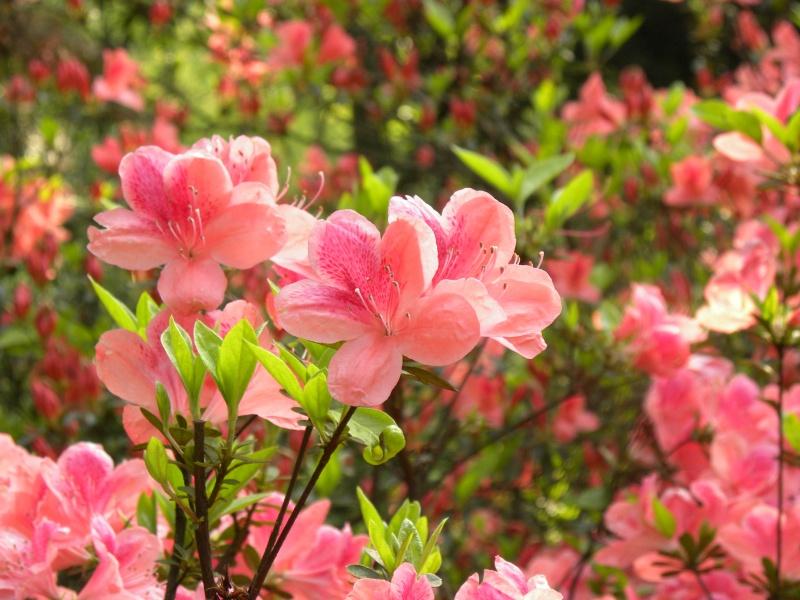 郴州文華花卉苗木批發(fā)杜鵑花花色艷麗