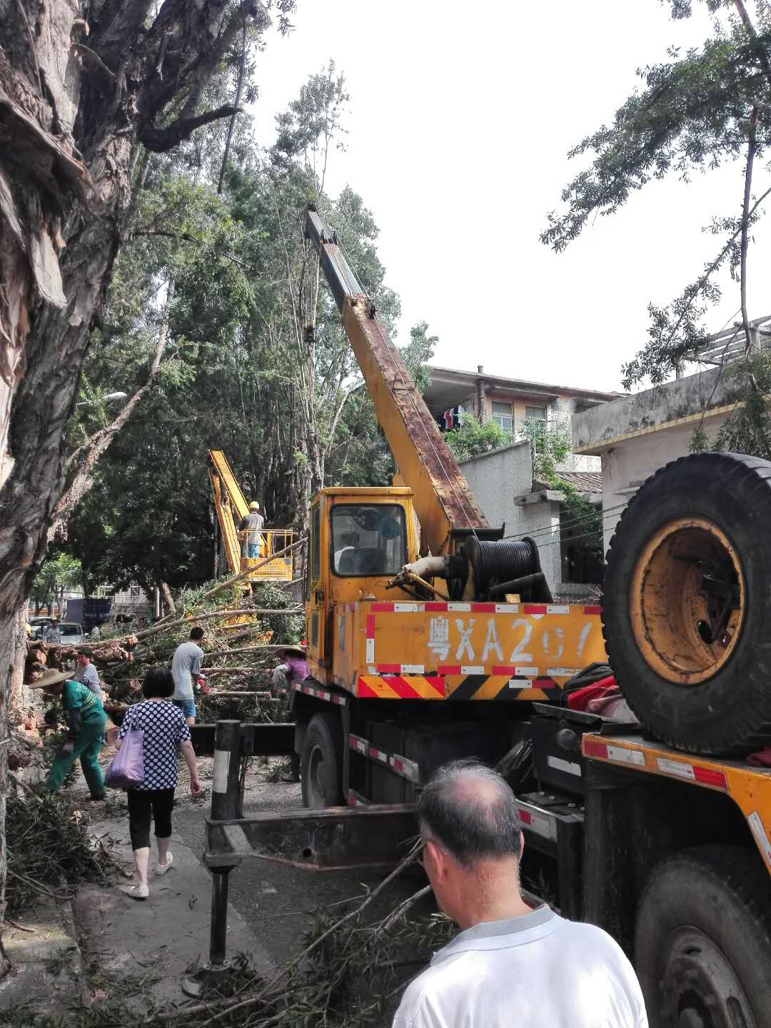 路旁路边树枝修剪