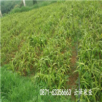 涼山白芨種植場中藥白芨圖片_云澤農業(yè)