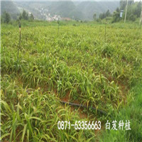 南充白芨種植技術(shù)白芨苗價(jià)格_云澤農(nóng)業(yè)