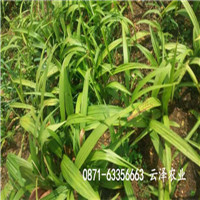 大理白芨種植技術(shù)白芨產(chǎn)地_云澤農(nóng)業(yè)