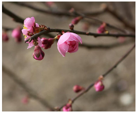 耐寒梅花