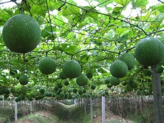 瓜蔞基地瓜蔞苗_瓜蔞之鄉瓜蔞銷售_潛山大天柱野瓜蔞發展有限責