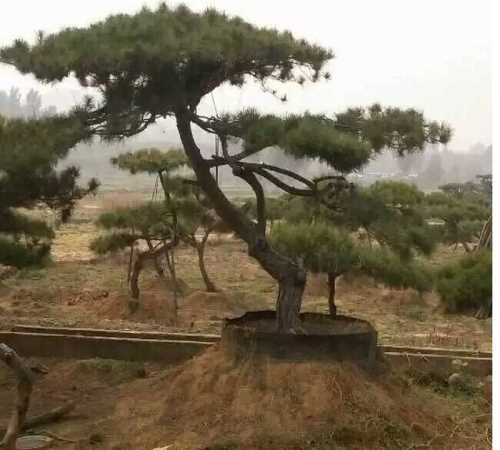 綠化造型油松/tj油松批發/萊蕪市雪野旅游區鵬宇苗木銷售中心