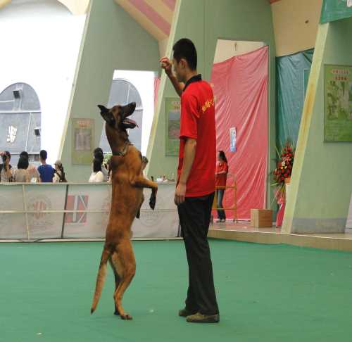 专业训犬学校教程_深圳专业训犬学校_深圳翔鹏宠物有限公司