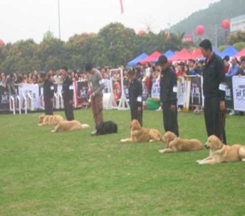 用什么方法训练狗狗不捡垃圾 宠物 深圳翔鹏宠物有限公司