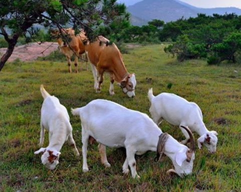 牛羊育肥增重 優農康牛羊飼料添加劑