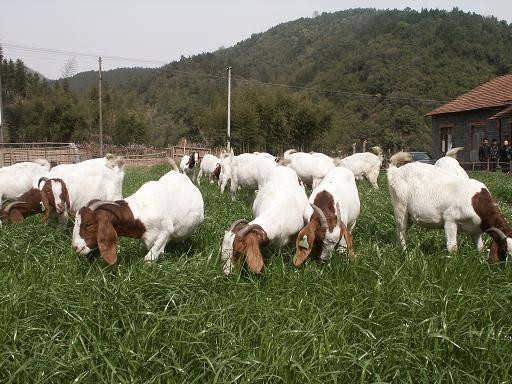 肉羊育肥催肥饲料优农康,增重率可提高25一30%