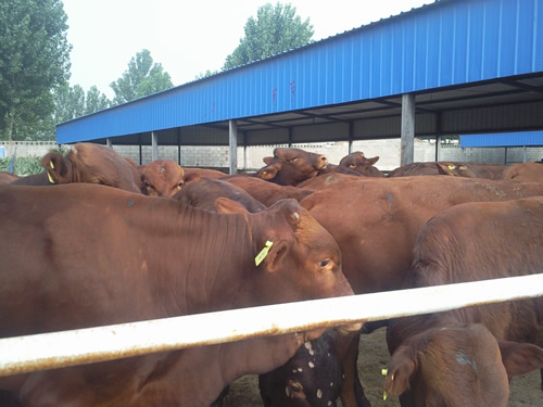 肉羊催肥飼料添加劑：快速長肉選擇優農康