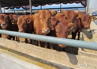 想知道養(yǎng)豬催肥飼料配比？看這里優(yōu)農(nóng)康為您分享