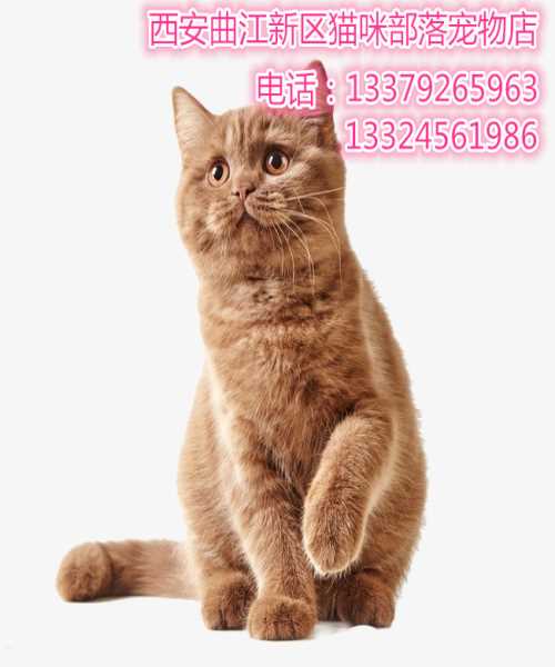 宠物猫猫-西安猫咪出售-西安曲江新区猫咪部落宠物店