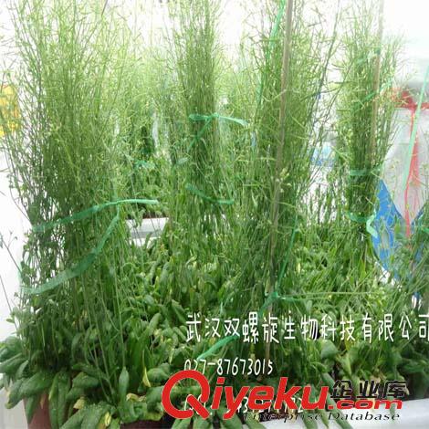培養(yǎng)架型植物生長(zhǎng)室規(guī)劃，方案，建設(shè)原始圖片2