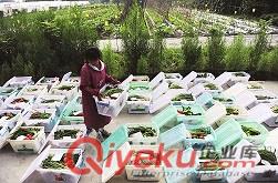 蔬菜配送