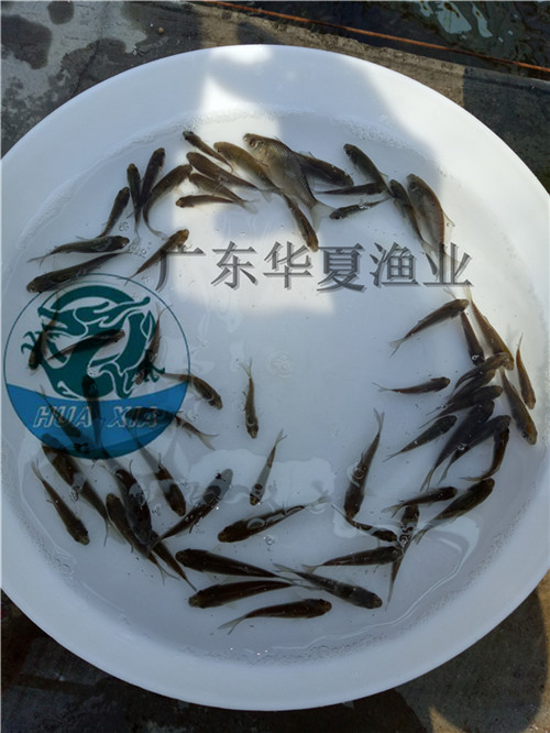 供方：【水產(chǎn)魚苗】鯽魚苗中科3號(hào)鯽魚供應(yīng)售價(jià)廣東鯽魚苗報(bào)價(jià)