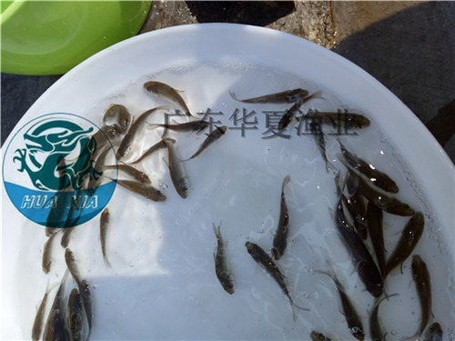 供方：【水產(chǎn)魚苗】鯽魚苗中科3號(hào)鯽魚供應(yīng)售價(jià)廣東鯽魚苗報(bào)價(jià)