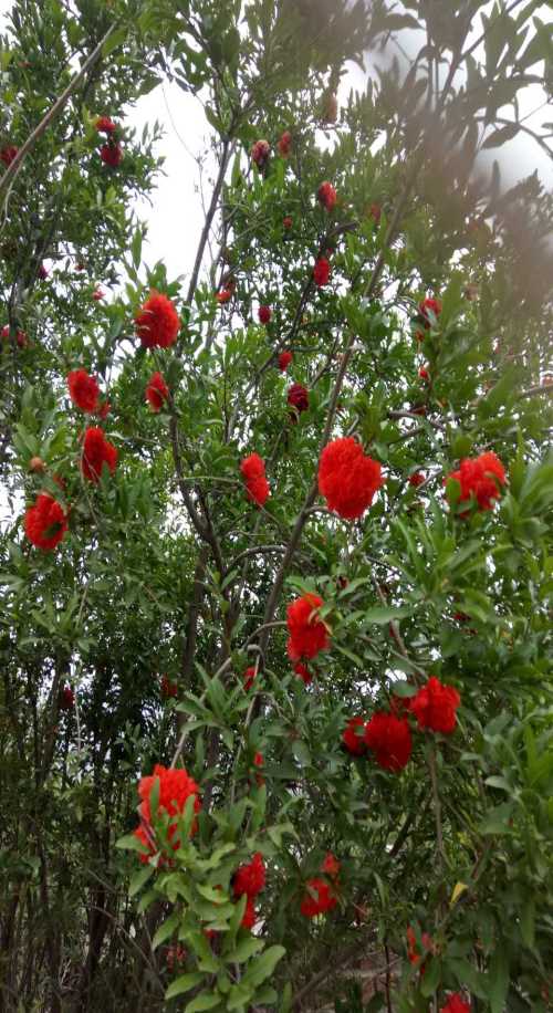 新疆叢生花石榴經(jīng)銷商 北京月季 偃師市首陽山鎮(zhèn)宏魁苗圃