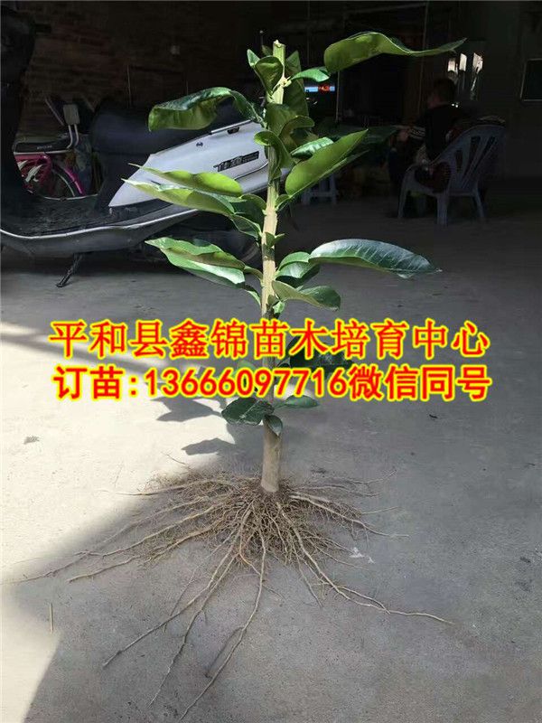 黃金蜜柚苗_三紅柚子樹(shù)苗多少錢(qián)一棵