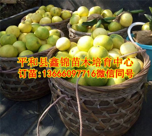 貴州黃葡萄柚苗價(jià)格行情