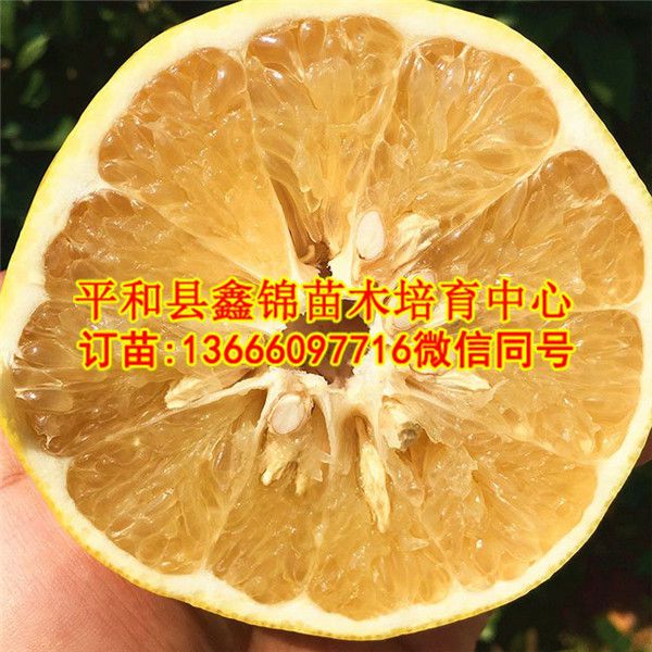 湖南紅心葡萄柚苗價(jià)格行情