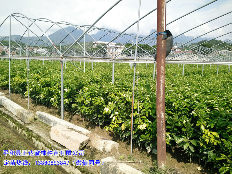 四川买三红蜜柚苗到平和正达蜜柚苗场，蜜柚苗原产地