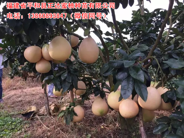 重慶哪里有三紅蜜柚苗枝條可以買，三紅柚子苗嫁接穗條