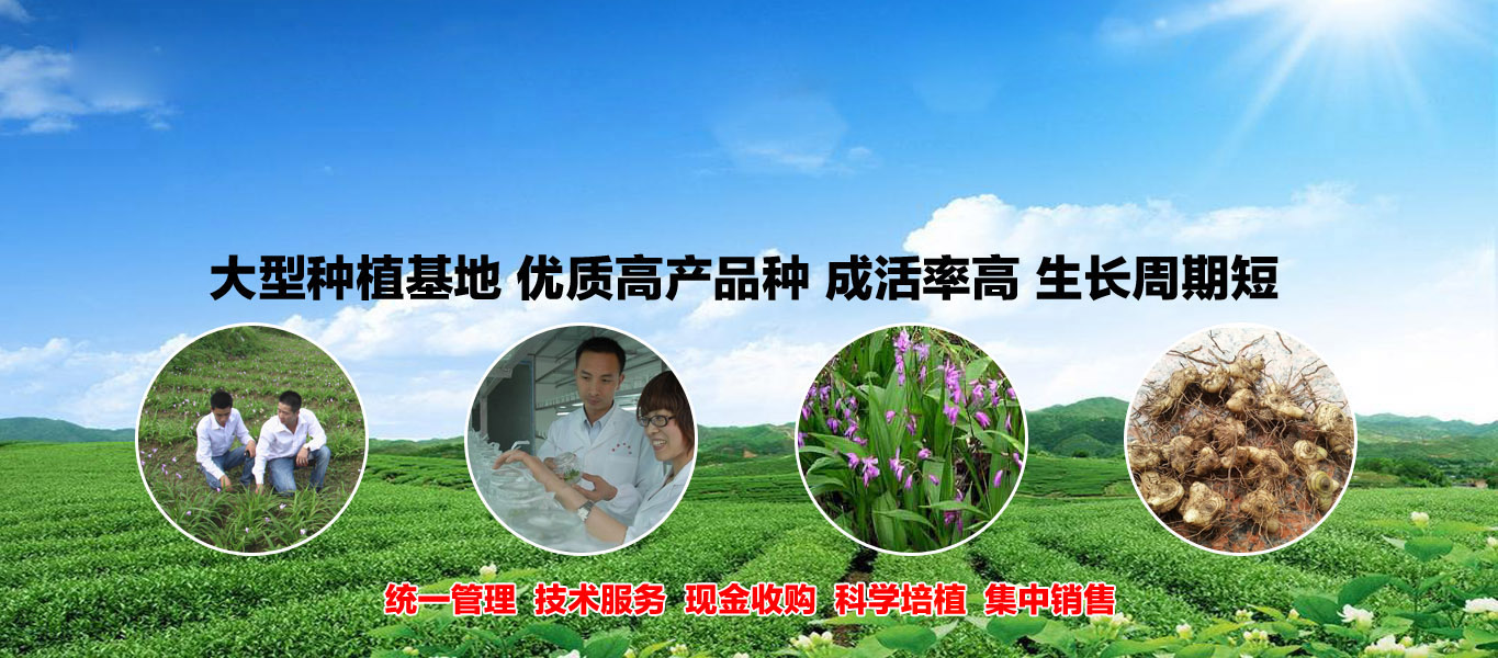 金順白芨種植白芨怎么吃恩施